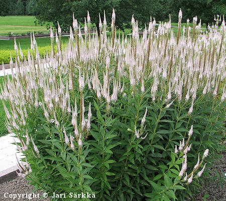 Veronicastrum virginicum 'Rosea', virginiant�dykk�